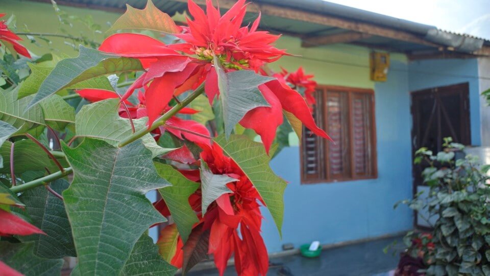 Foto oleh Wan izzuddin: Poinsettia molek berwarna merah bak buah saga.