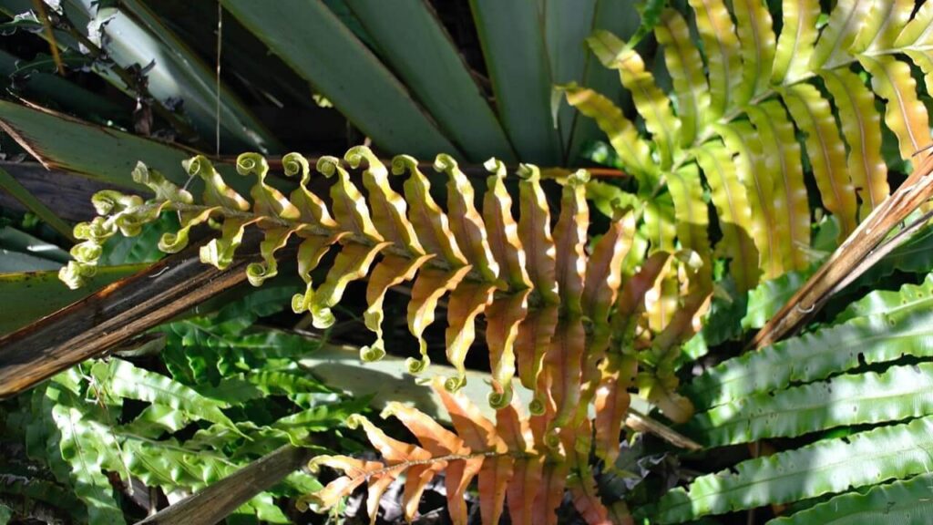 Photo by Wan Izzuddin: Fern leaves busking under the tropical sun.