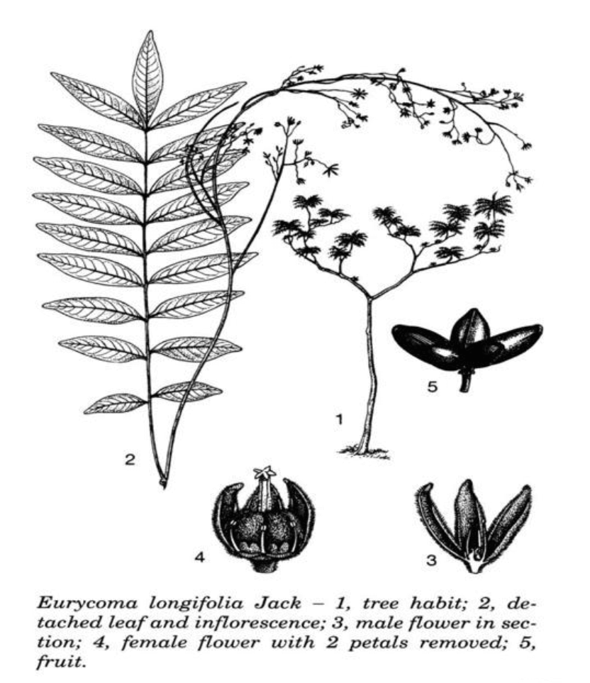 Lukisan daun, bunga dan buah pokok Tongkat Ali