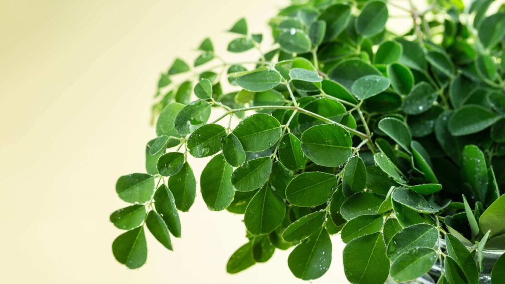 moringa leaves